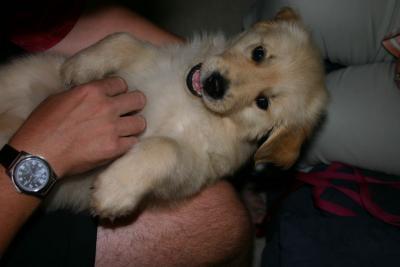 Betty's new puppy