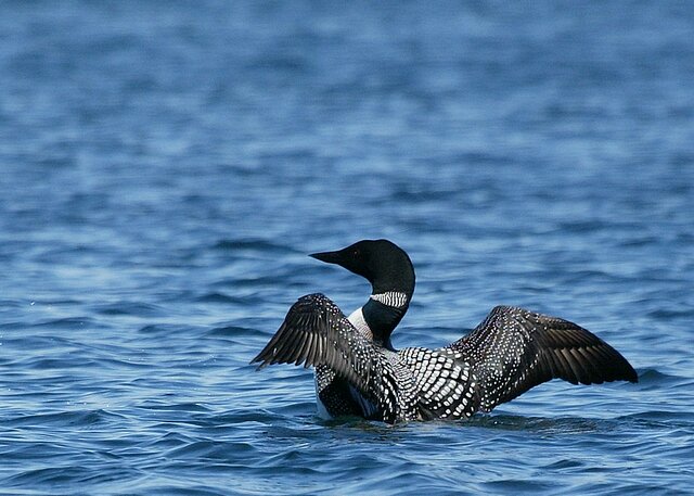 Loon