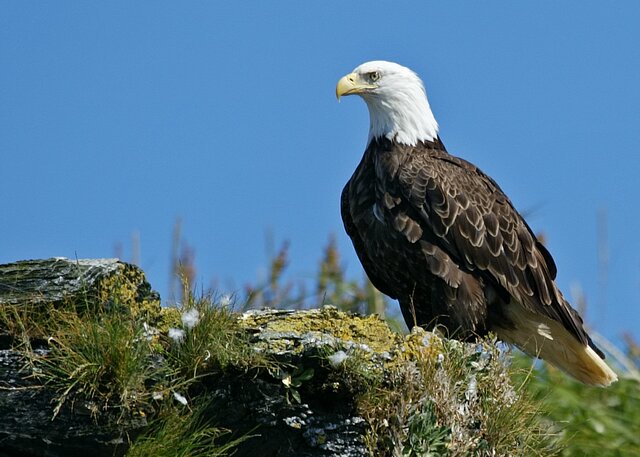 Bald Eagle