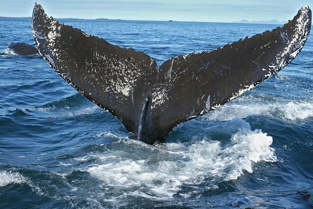 Whale tail 2