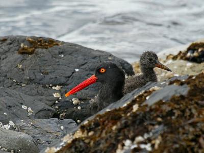 Mom and son (Black Oystercatcher)