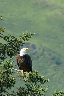 Eagle in tree