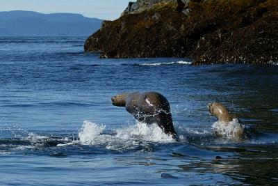 Leaping sea lions