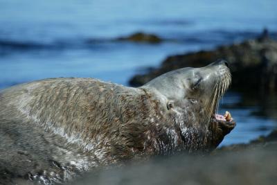 Sea Lion yawns