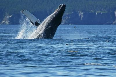 Breaching humpback whale