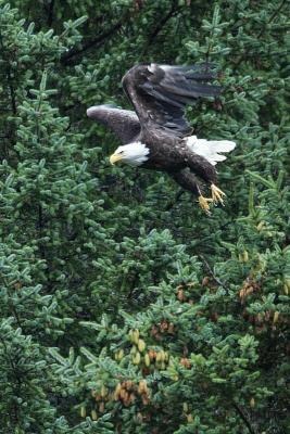 Flying Bald Eagle