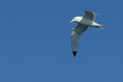 e40b3930_std.jpg (Kittiwake)