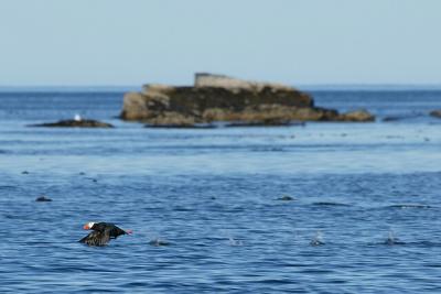 Puffin running by