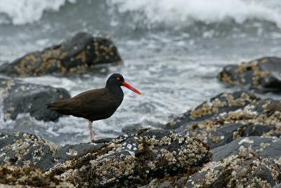 e40b4245_std.jpg (Black Oystercatcher)
