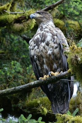 Juvenile Bald eagle