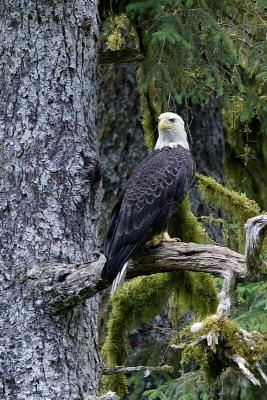 Bald eagle