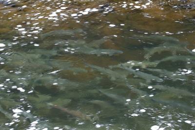 Salmon