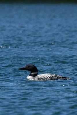 Loon