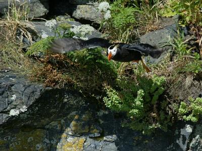 Puffin liftoff