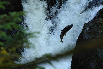 Leaping salmon