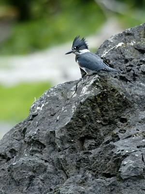 e40b4706_std.jpg (Kingfisher)