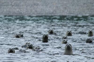 Seals on the lookout
