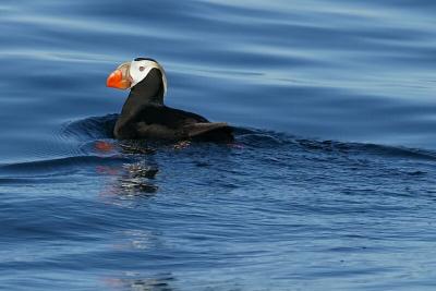 e40b4849_crop_std.jpg (Tufted Puffin)