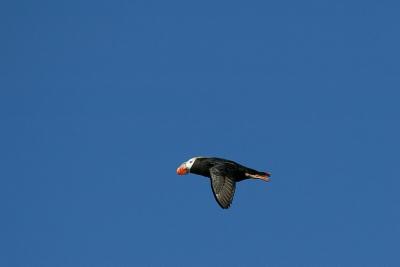 Tufted Puffin in flight