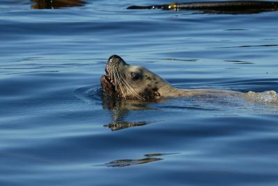 Swimming sea lion