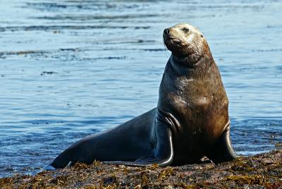 Sea Lion pose