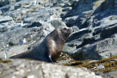Wild sea lion