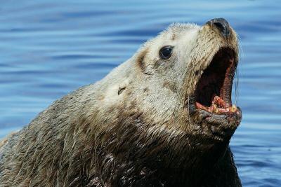 Sea Lion roar