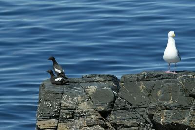 e40b5453_std.jpg (Pigeon Guillemots & Gull)