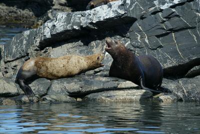 Sea lion bickering