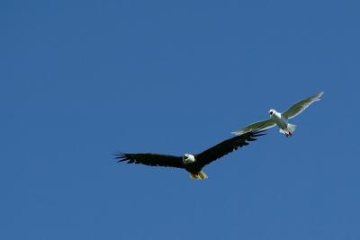 Bald eagle being harrassed