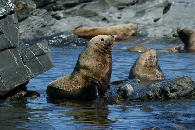 Peaceful sea lions