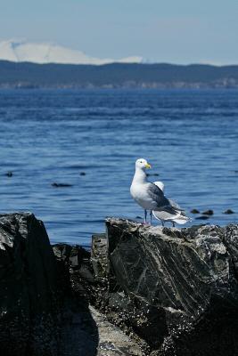 e40b5738_std.jpg (Glaucous-winged Gull)