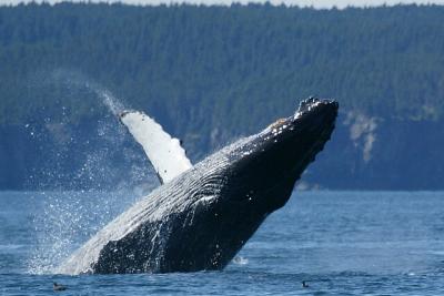 Beware falling whales