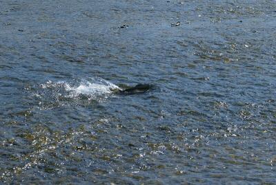 Struggling salmon