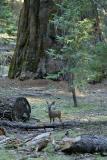 Mule deer and sequoia
