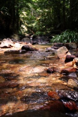 Forest Stream
