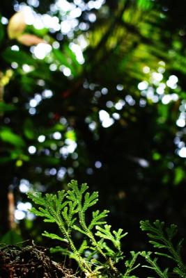 Nodding Club-Moss