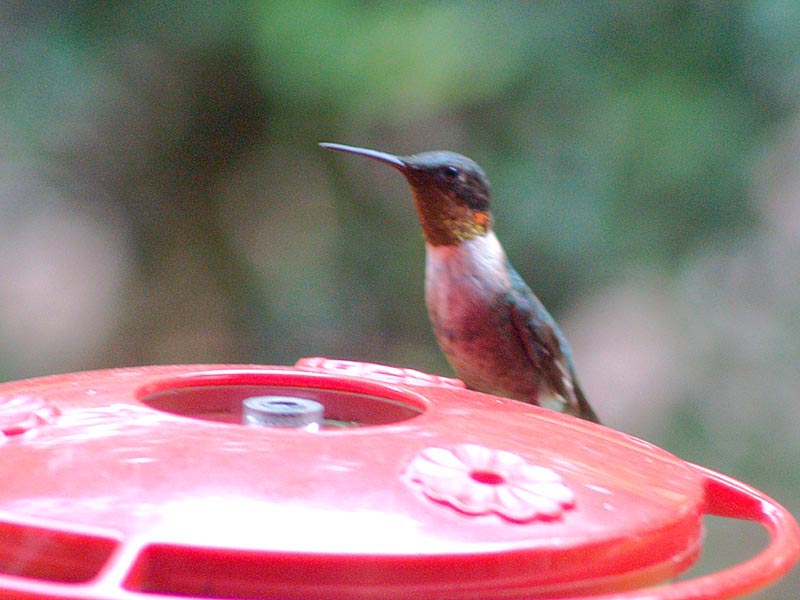 Hummer up close