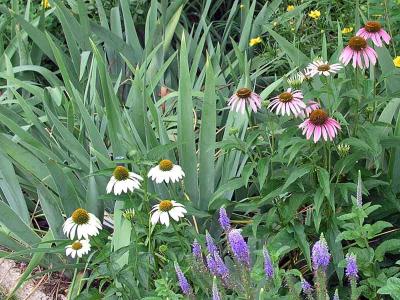 Not all Coneflowers are purple