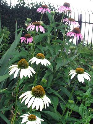 Up close with the Coneflowers