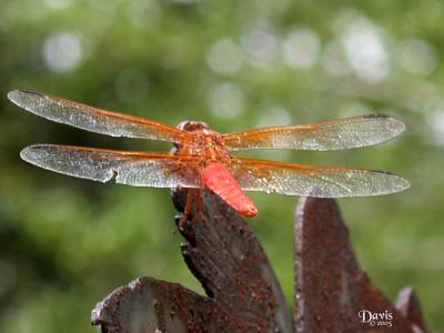 Dragonfly