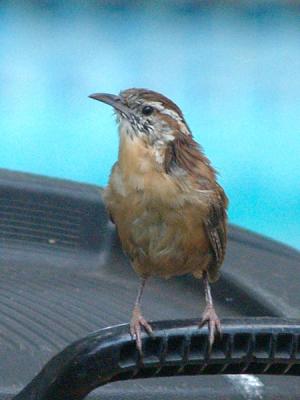 Wren