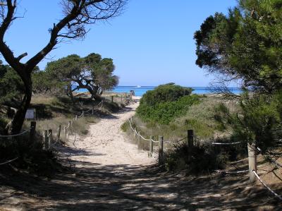 Protected Trees at Es Cavall