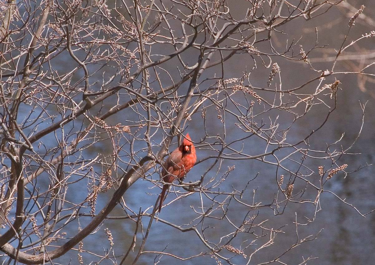 Cardinal in the bush