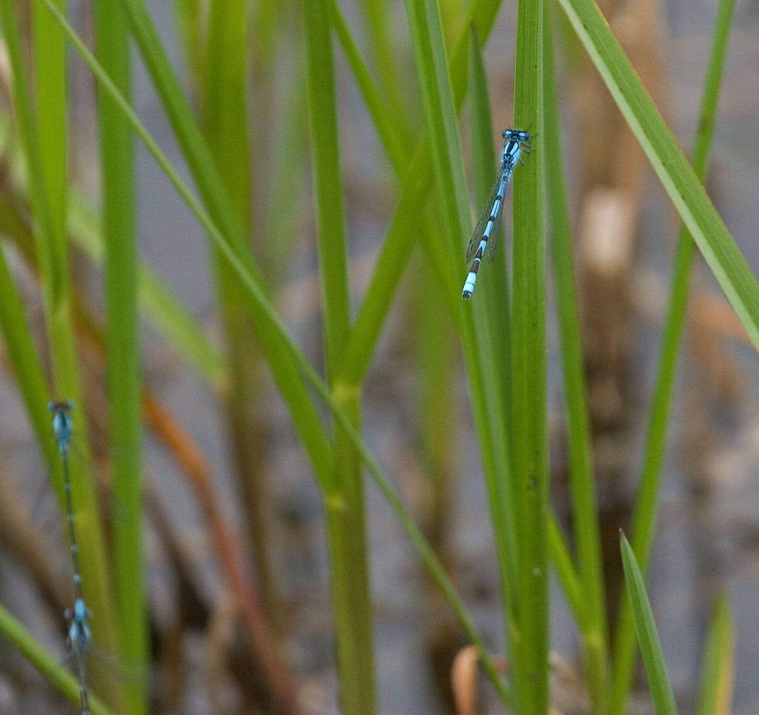 Bluet [familiar]