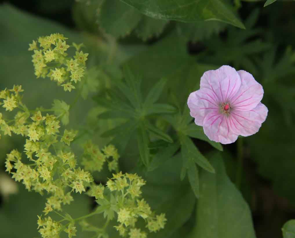 Lemon Scented Geranium