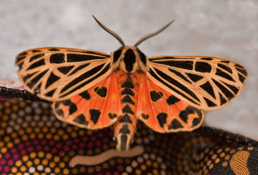 Ornate Tiger Moth