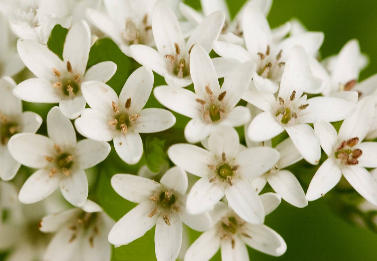 White Loosestrife