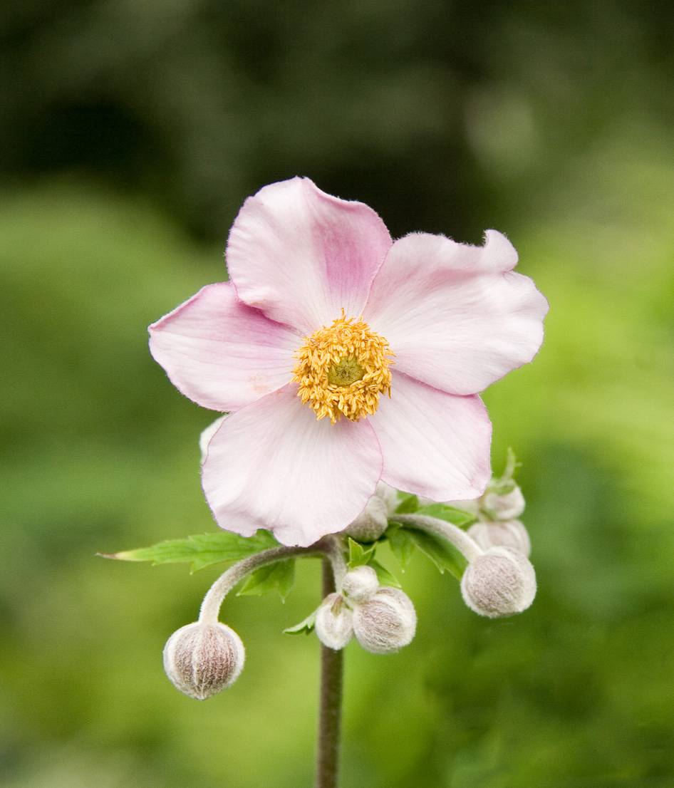 Grapeleaf Anemone