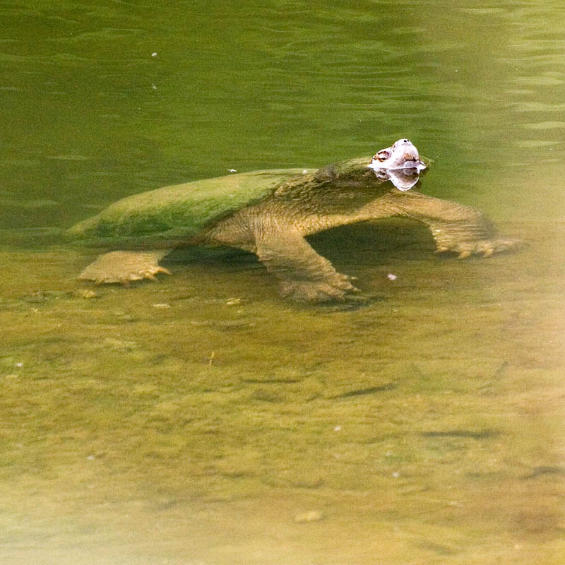 Snapper on Rock
